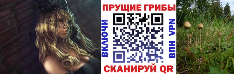 Купить  Семёнов  Псилоцибиновые грибы мицелий 